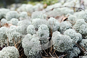 White Moss / Arctic Lichen / Cladonia Stellaris / Reindeer moss photo