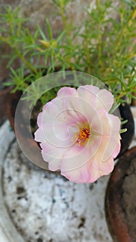 White moss rouse blooming in flower pot