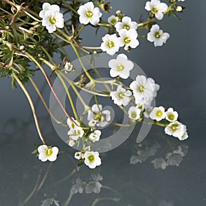 White mossy saxifrage - saxifraga bryoides - reflecting on glass