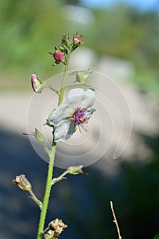 White Moth Mullen Flower Verbascum Blattaria closeup masthead text area vertical