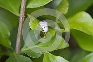 A white moth with orange stripes on a leaf