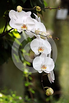 White moth orchid flowers, or Phalaenopsis hybride in a garden