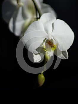 Moth orchid isolated on black background