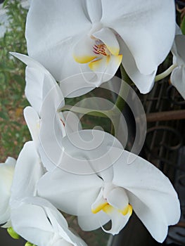 White Moth Orchids in the morning light.