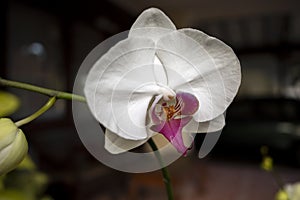 White Moth orchids (Phalaenopsis amabilis), commonly known as the moon orchid