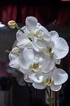 White moth orchids phalaenopsis with darkened defocused background