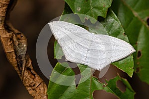 White moth standing on tree leaf