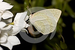 White moth on white flower