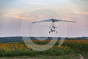 White motorized hang glider flies above sunflower field