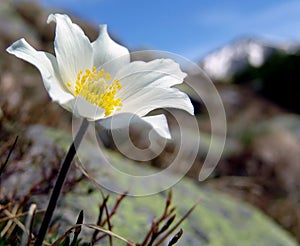 White mountain flower