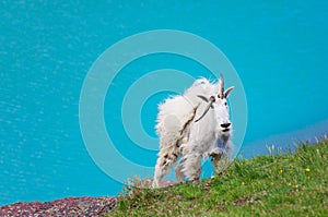 White Mountain Goat