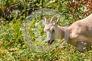 white mountain goat eating green leaves
