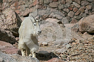 White Mountain Goat