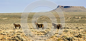 White Mountain Mustangs photo