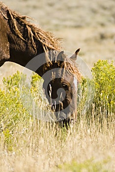 White Mountain Mustangs