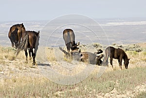 White Mountain Mustangs