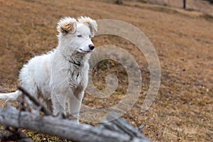 White mountain puppy, patou, future herdsman, outdoor