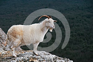 White mountain wild goat stands at rock at forest background