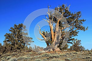 Ancient Bristlecone Pines, Pinus longaeva, on the Slopes of White Mountain Peak, White Mountains, California, USA photo