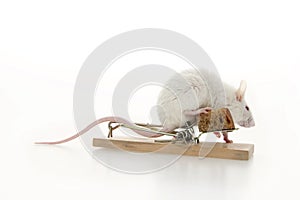 White mouse.