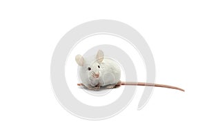 A white mouse