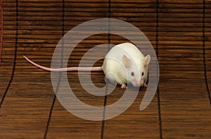 White mouse