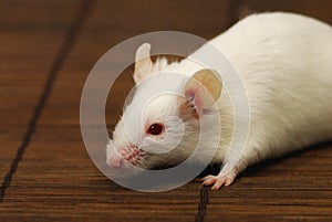 White mouse
