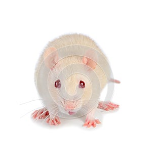 White mouse