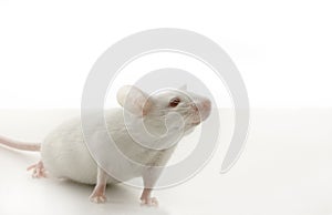 White Mouse