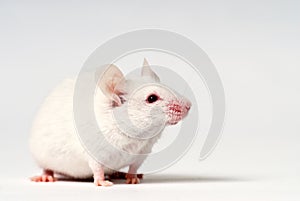 White mouse