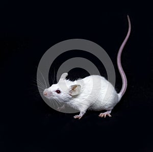 White mouse on black background close up