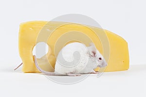 White Mouse and Cheese Isolated on White