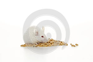 White mouse and corn.