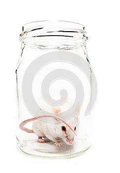 White mouse in a glass jar