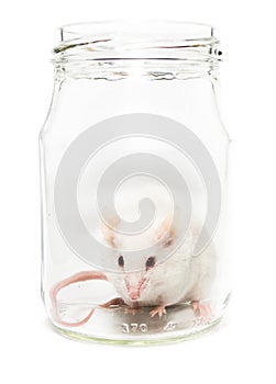 White mouse in a glass jar