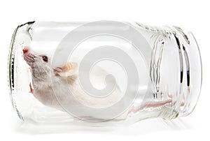 White mouse in a glass jar