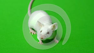 White mouse on a green background.