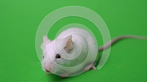 White mouse on a green background