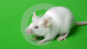 White mouse on a green grass background