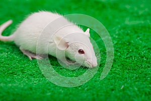 White mouse on a green grass