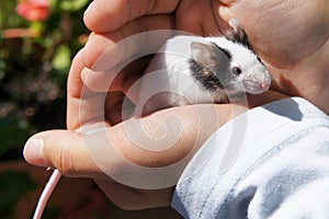 White mouse held in kid`s hands