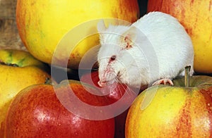 White Mouse, mus musculus, Adult standing on Apples