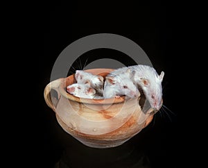 White Mouse, mus musculus, Adults against Black Background