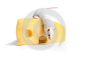 White mouse perched on a large block of cheese