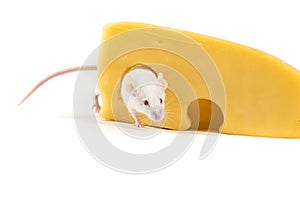 White mouse perched on a large block of cheese