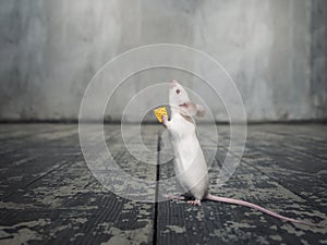 White mouse with a piece of cheese