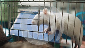 White mouse rat in pet cage lifestyle. slow motion video. rat mouse animal concept pets. Funny lifestyle white rat in a