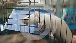 White mouse rat in pet cage. lifestyle slow motion video. rat mouse animal concept pets. Funny lifestyle white rat in a