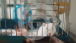 White mouse rat in pet cage. slow motion lifestyle video. rat mouse animal concept pets. Funny white rat in a cage
