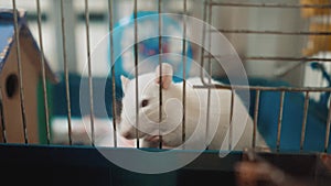 White mouse rat in pet cage. slow motion lifestyle video. rat mouse animal concept pets. Funny white rat in a lifestyle